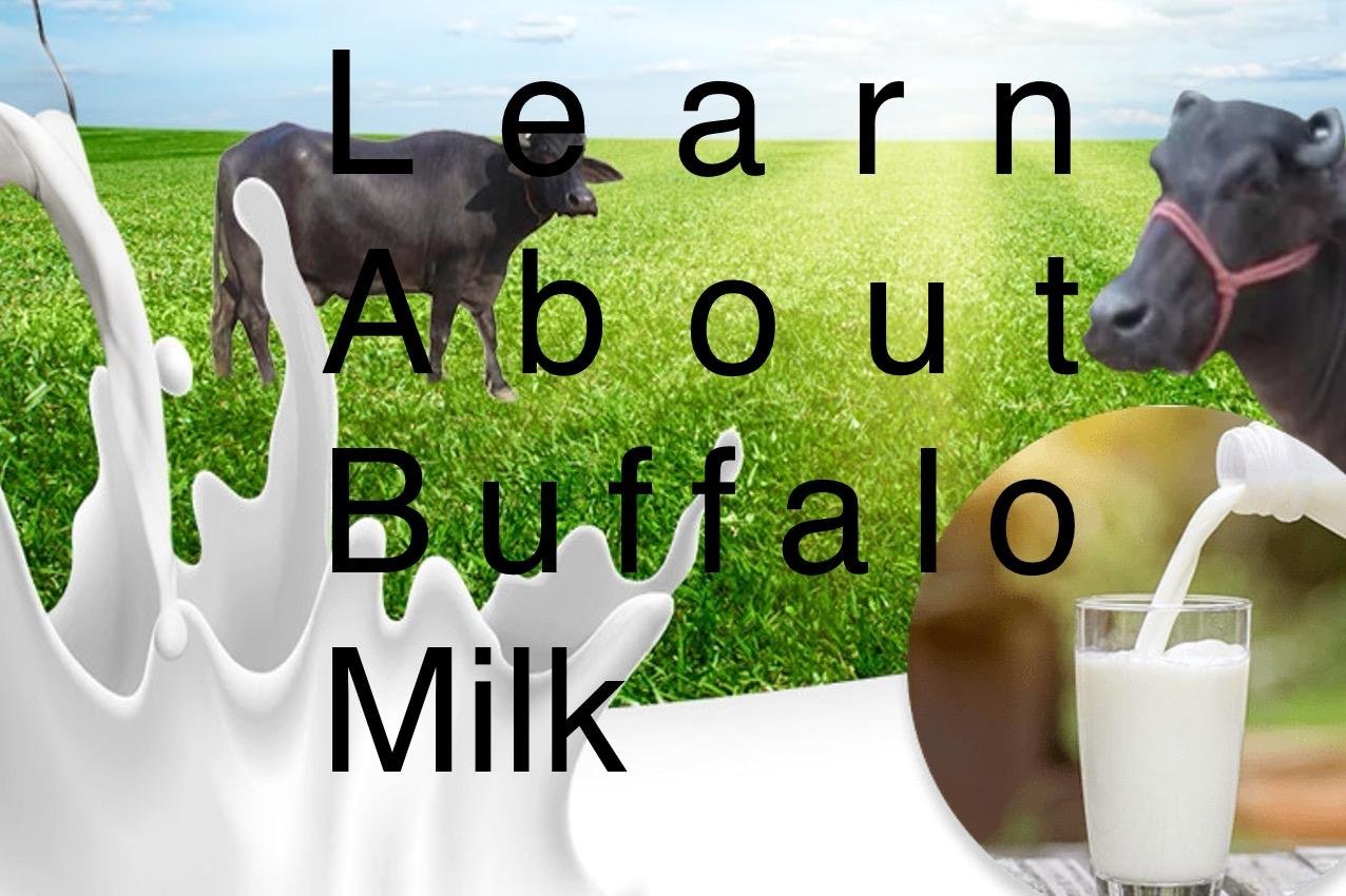 buffalo milk