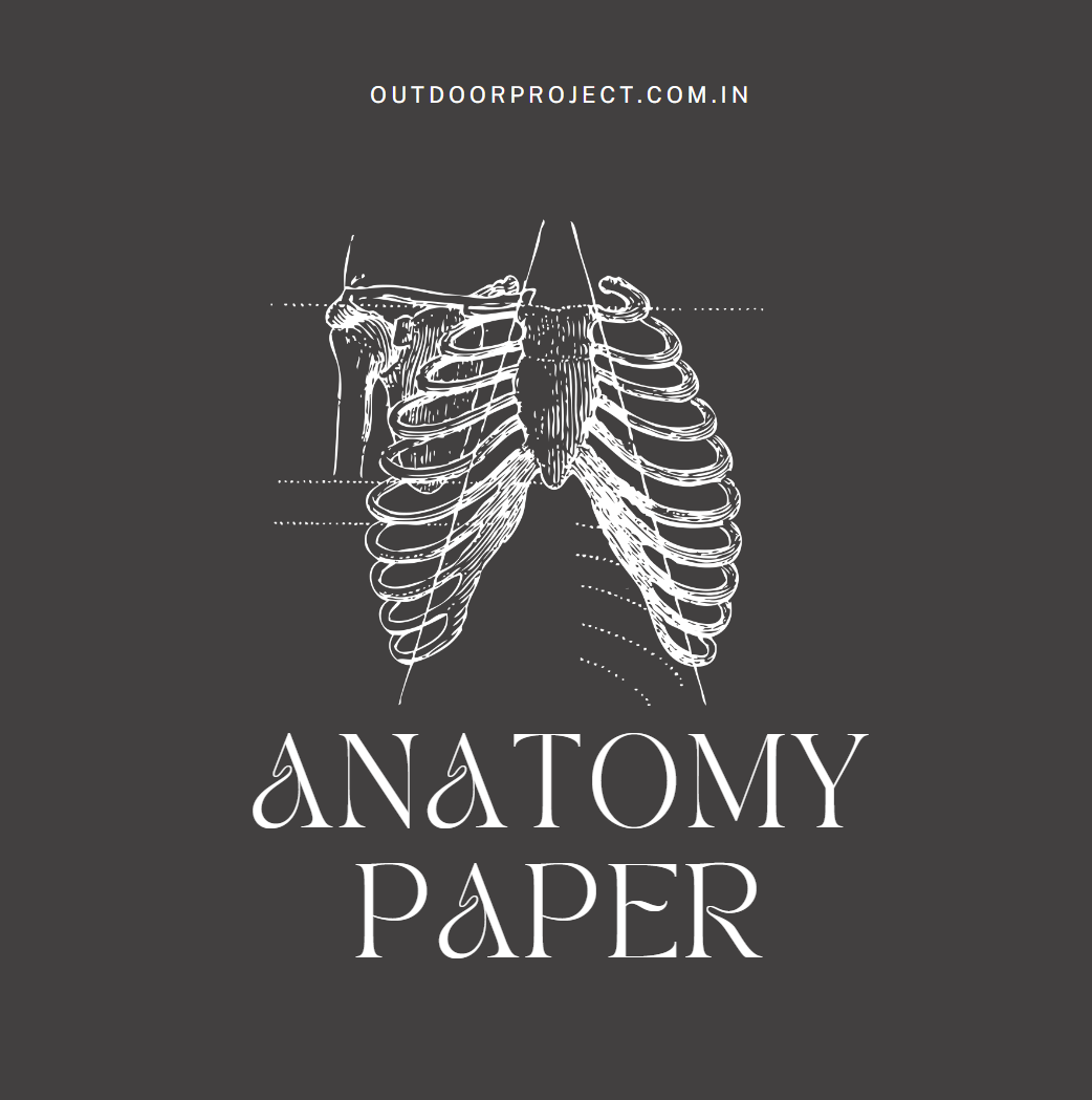 Anatomy Paper